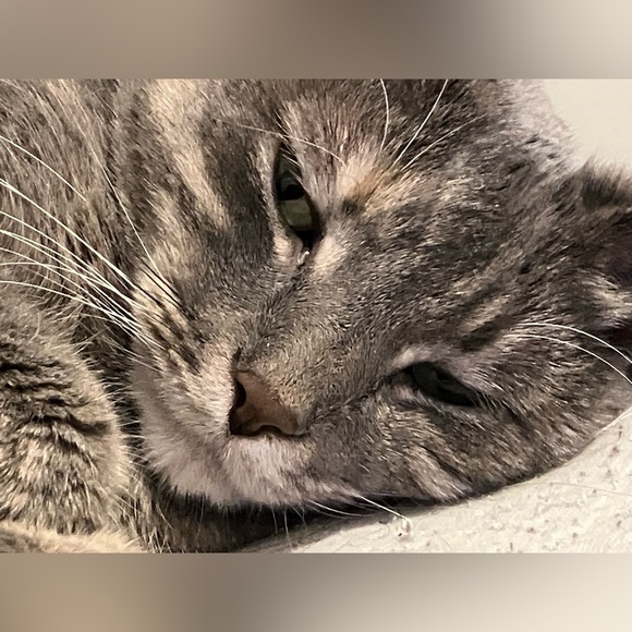 Meet your Posher, Nicole - Picture 1 of 1